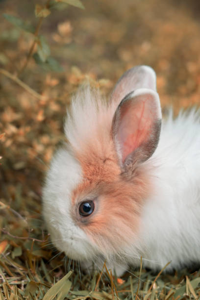 istock Cute little white and orange rabbit. 1415339914