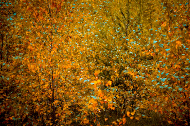 Autumn colors of a dense birch tree forest with leaves turning brown and orange