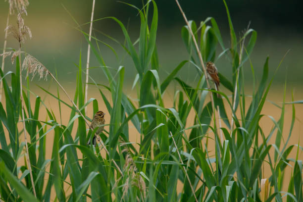 un pájaro carrizo común en la caña - carrizo común fotografías e imágenes de stock