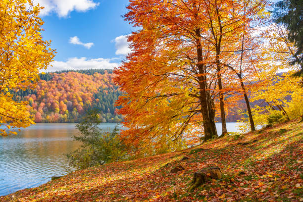 istock trees on the shore of a lake 1415341220