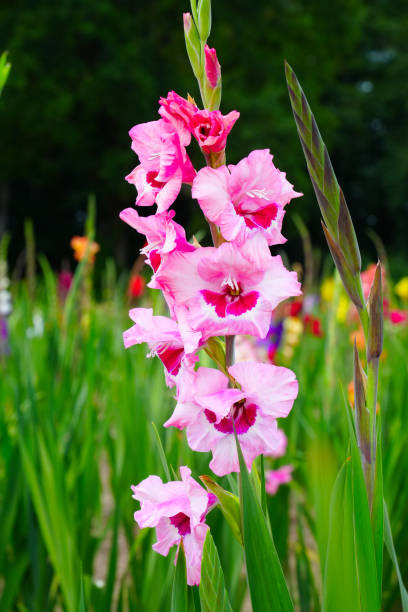 gladiolo, spada-giglio, gladiolo viola e giallo fioriscono nel giardino. - flower purple gladiolus isolated foto e immagini stock