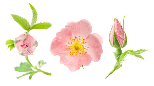 istock Dog rose (Rosa canina) flowers isolated on white background 1415346304