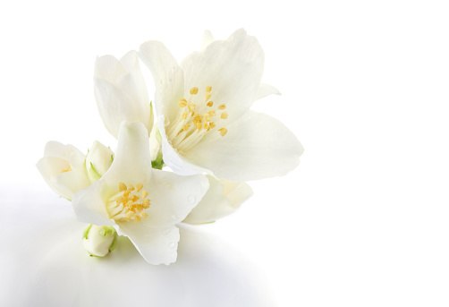 Jasmine flowers isolated on white background