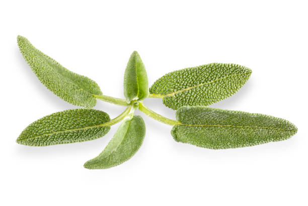 istock Sage herb leaves isolated on white background. 1415346337