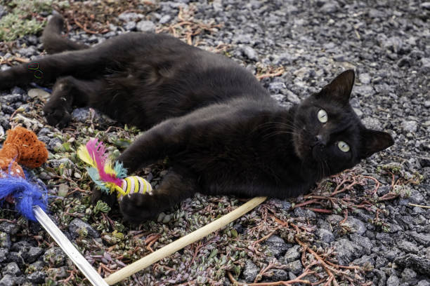 istock Black cat on the street 1415347705