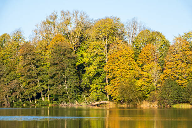 istock Beautiful autumn colors on the trees by a lake 1415347768
