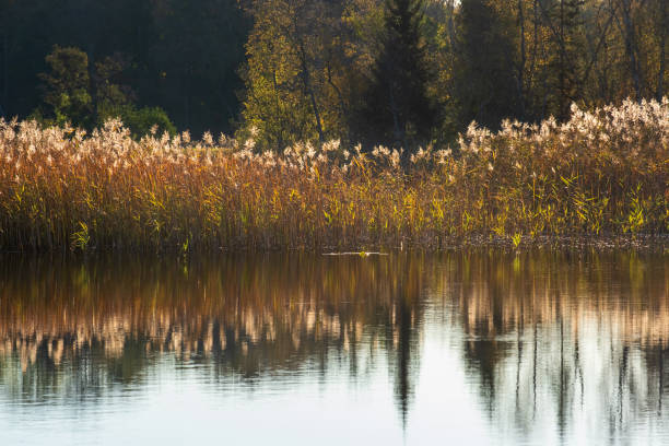 Reed in backlight by a lake in autumn