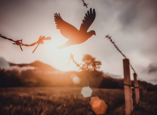 istock Tranquility, Dove - Bird, Bird, Spirituality, Flying 1415348217