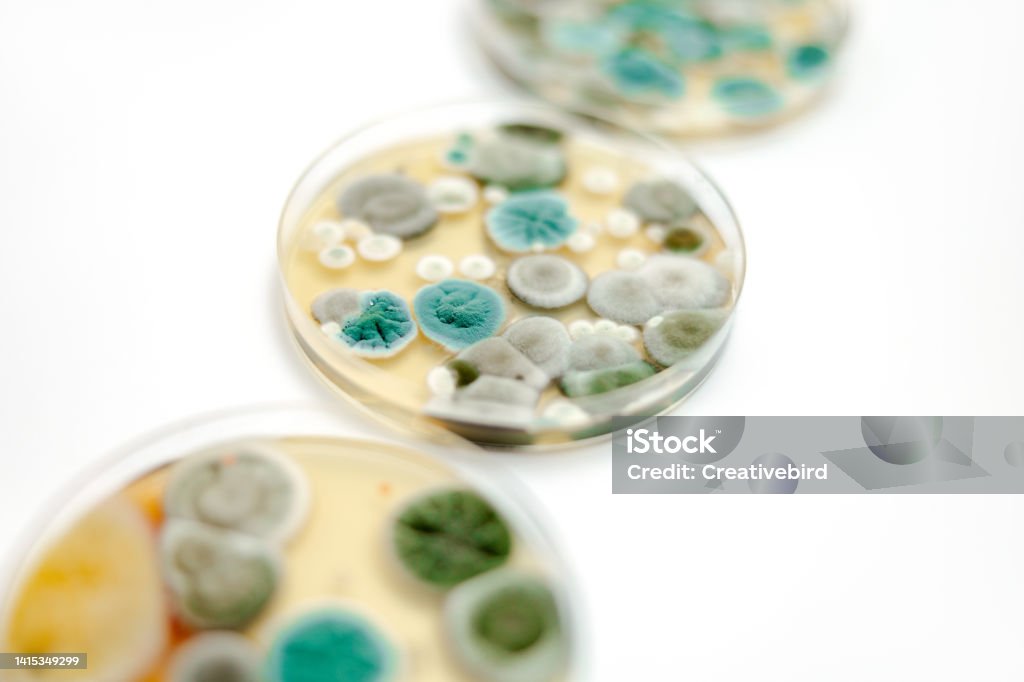 Formproben auf weißem Hintergrund. Eine Petrischale mit Kolonien von Mikroorganismen für die bakteriologische Analyse in einem mikrobiologischen Labor. Detailaufnahme von Schimmelpilzen. - Lizenzfrei Schimmel - Pilz Stock-Foto