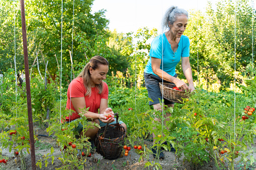 Two women are picking vegetables in the garden. Homegrown produce growing on an agricultural farm in the countryside