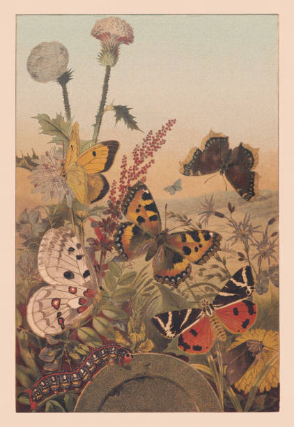 Butterflies on a meadow, chromolithograph, published in 1881 Butterflies on a meadow: Jersey tiger (Euplagia quadripunctaria), Clouded yellow (Colias croceus), Small tortoiseshell (Aglais urticae), Apollo (Parnassius apollo), and Camberwell beauty (Nymphalis antiopa). Chromolithograph, published in 1881. butterfly colias hyale stock illustrations