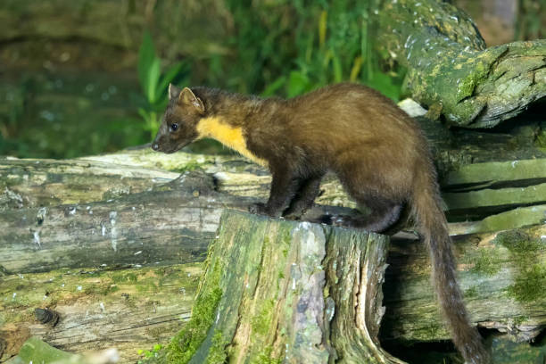 A Pine Marten (Martes martes) in Scotland