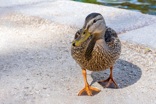 Close-up of an adult female wild mallard duck stands on the shore of a lake in a park in summer. Selective focus.