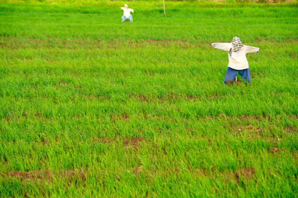 scarecrow in a green rice field. There is a light breeze