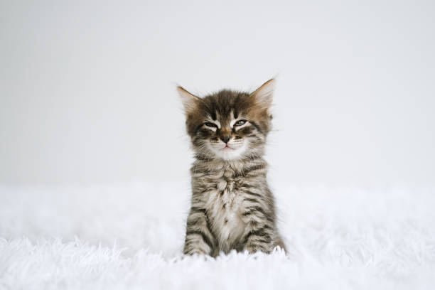 istock Cute little kitten sitting in bed 1415354115