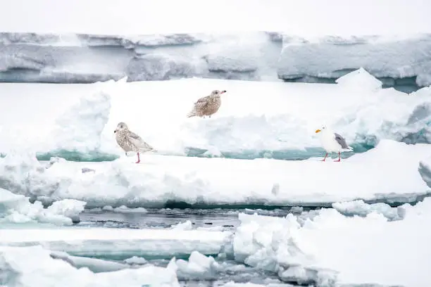 Photo of Adult and two juvenile glaucous gulls, larus hyperboreus,  on the ice floes of Svalbard, a Norwegian archipelago between mainland Norway and the North Pole