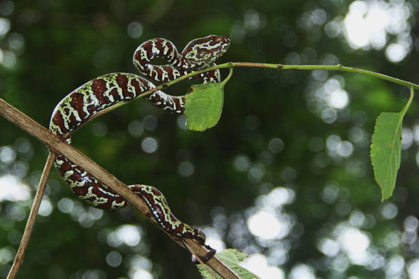 istock A very deadly venomous snake 1415356219