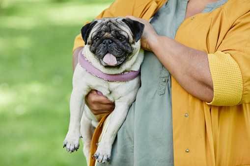 Front view portrait of cute pug dog with tongue out sitting in womans arms outdoors, copy space