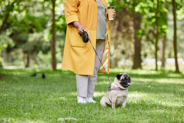 Dog on Retractable Leash Cropped shot of unrecognizable woman walking cute pug dog on leash in green park, copy space retractable photos stock pictures, royalty-free photos & images