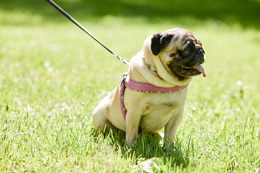 Full length portrait of cute pug dog sitting on green grass in park and enjoying walk in sunlight, copy space