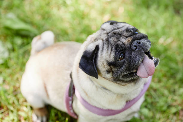 istock Cute Pug Dog Closeup 1415356432