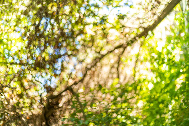 istock Close up blurred photo of branches 1415356503