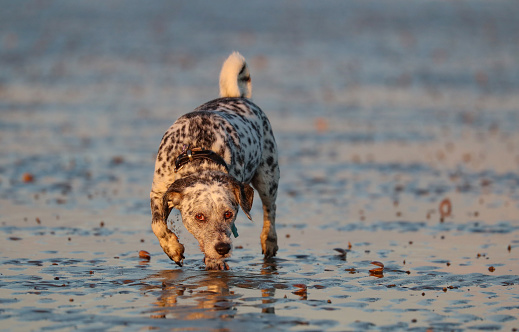 Dog playing on Camber Beach at sunset