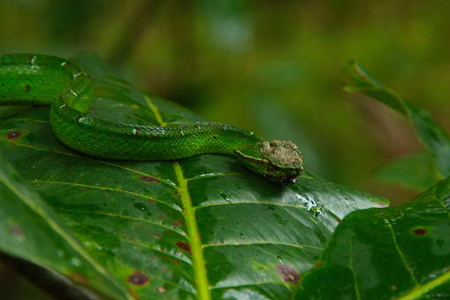 A very deadly venomous snake of the green ax snake (Tropidolaemus subannulatus) is photographed in the conservation area of Batu Putih Natural Tourism Park, Tangkoko, Bitung, North Sulawesi, Indonesia.