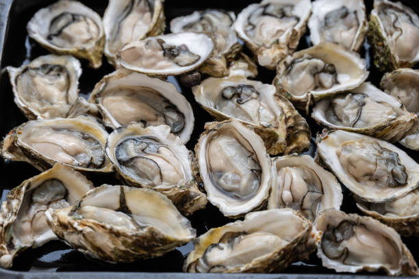 primer plano de ostras frescas - ostiones fotografías e imágenes de stock