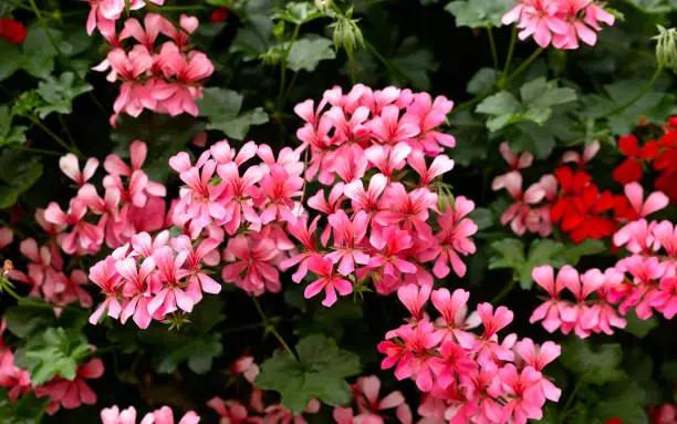 Rose Pink Pelargonium Geranium flower in summer garden.