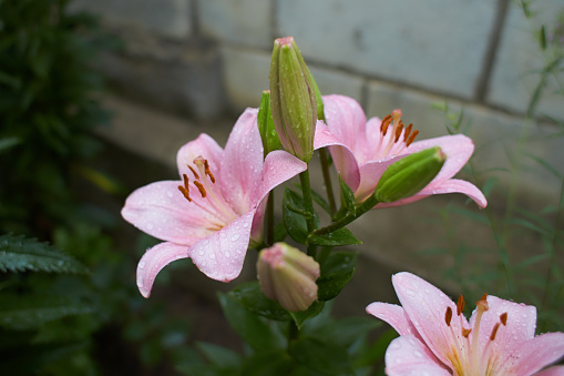 Sizzling pink asiatic lily, a botanical beauty, isolated in a garden. Lily at the cottage in the garden. Close-up.