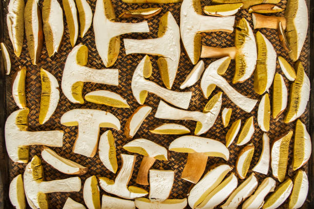 istock Drying of Boletus Edulis mushrooms 1415360464