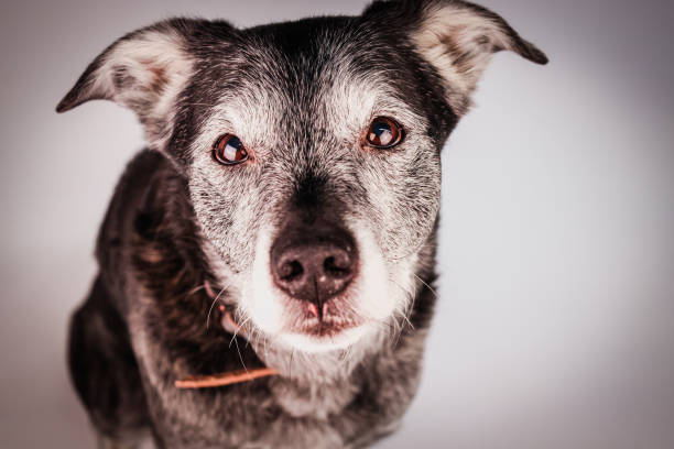 cute old dog looking attentively at camera