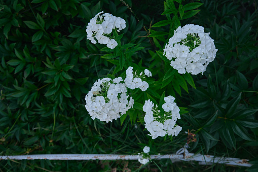 Beautiful white summer phloxes flower in garden
