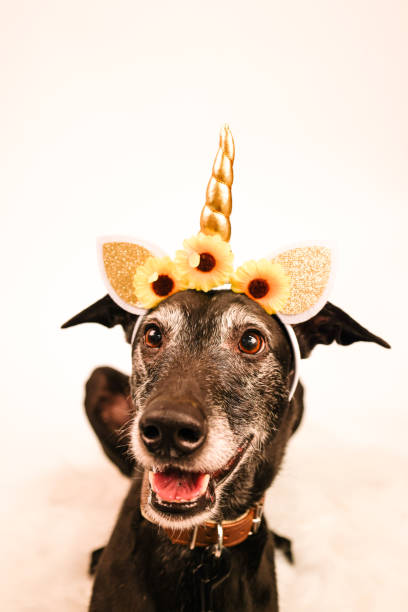 istock funny greyhound with unicorn 1415361062