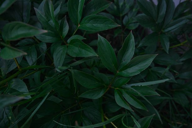 istock Bright green leaves close-up with the effect of processing texture large foliage nature dark green background 1415361245