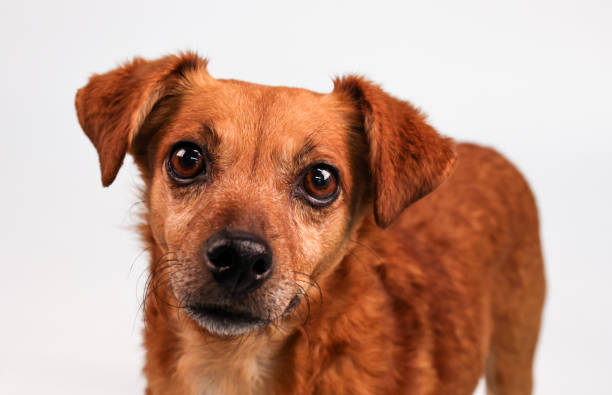 istock cute dog looks at camera 1415361784