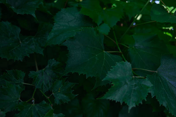 istock Bright green leaves close-up with the effect of processing texture large foliage nature dark green background 1415361838