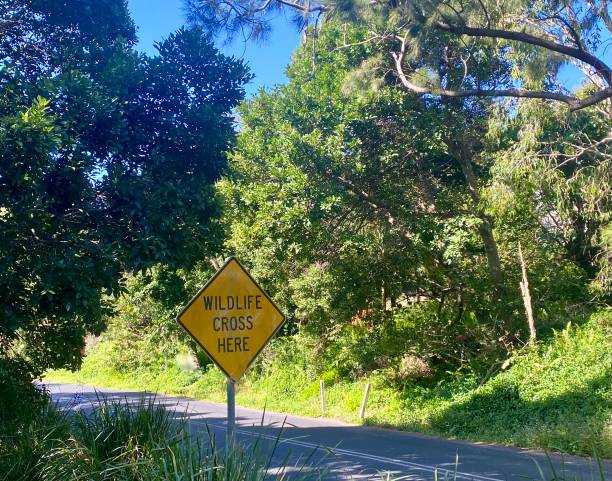 野生動物の交差点のための道路標識 - koala sign australian culture animal ストックフォトと画像