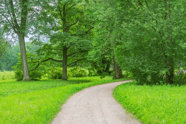 istock Narrow walkway in the summer park. 1415363490