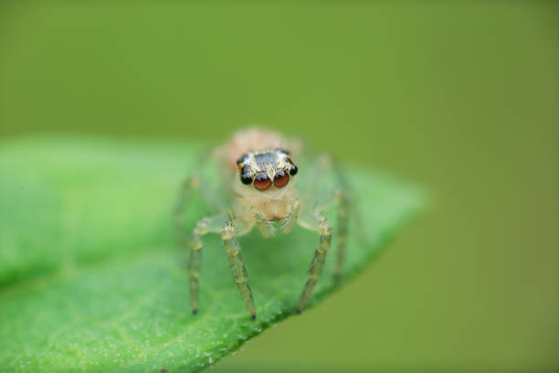 istock Beautiful jumping spider with big eyes. 1415363662