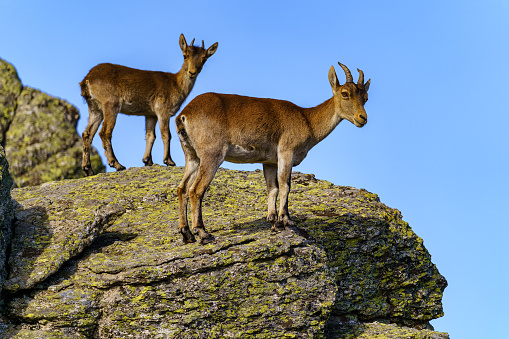 Pair of Hispanic goats climbed on a large rock and looking at the camera in the Sierra de Guadarrama, Spain