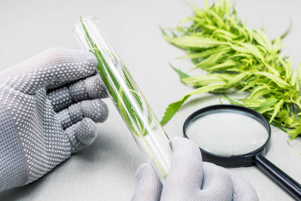 istock Research and Analysis Cannabis Plant In Lab. 1415365320