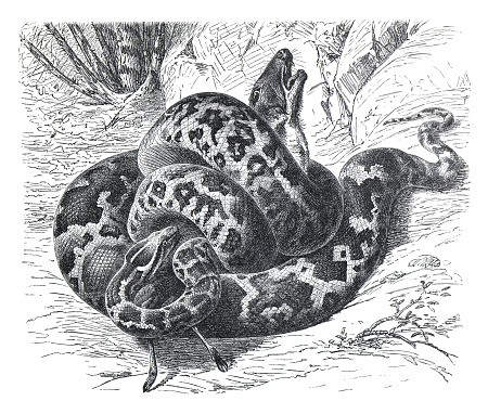 Vintage poisonous snake Python molurus. wild animals. illustration of wildlife set in tropical setting. hand drawn engraved illustration. snake poster.