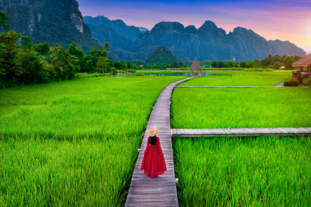 giovane donna che cammina su un sentiero di legno con campo di riso verde a vang vieng, in laos. - vang vieng foto e immagini stock