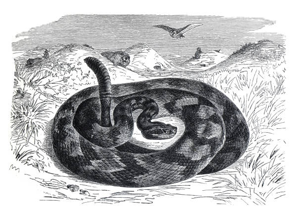 illustrations, cliparts, dessins animés et icônes de serpent venimeux vintage crotalus durissus ou serpent à sonnette. animal sauvage. illustration de la faune dans un cadre tropical. illustration gravée dessinée à la main. affiche de serpent. - rattlesnake