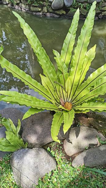 istock kadaka tree or asplenium scolopendrium or pakis tree by the fish pond at a resort. natural concept background. 1415366916