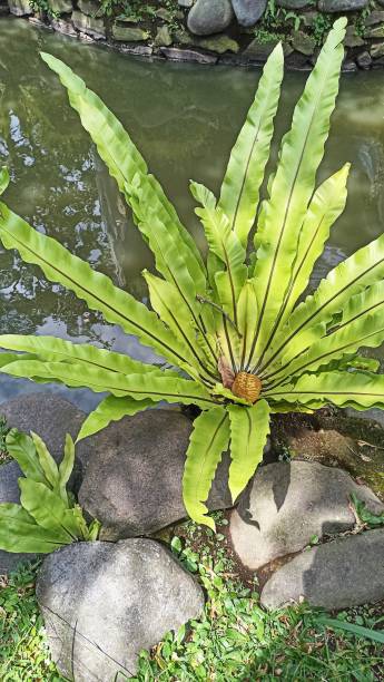 istock kadaka tree or asplenium scolopendrium or pakis tree by the fish pond at a resort. natural concept background. 1415366925
