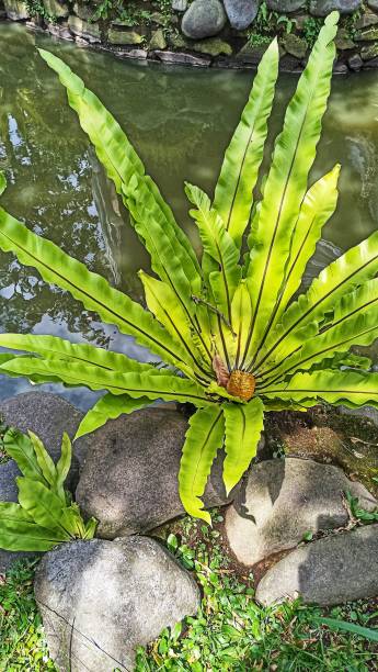 istock kadaka tree or asplenium scolopendrium or pakis tree by the fish pond at a resort. natural concept background. 1415366932