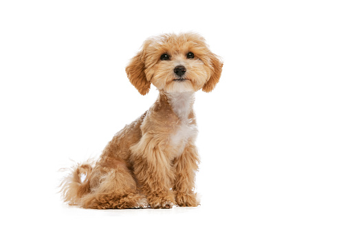 Studio shot of cute sand color Maltipoo dog posing isolated over white background. Concept of care, animal life, health, show, breed of dog. Copy space for ad